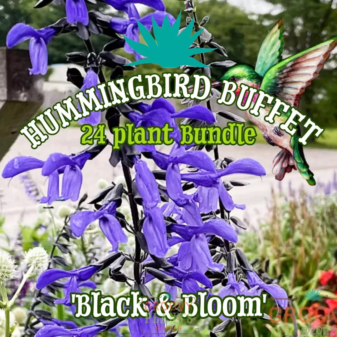 Salvia 'Black & Bloom' ~ Hummingbird Buffet of 24 Hefty Plants for Preorder