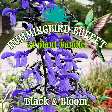 Salvia 'Black & Bloom' ~ Hummingbird Buffet of 24 Hefty Plants for Preorder