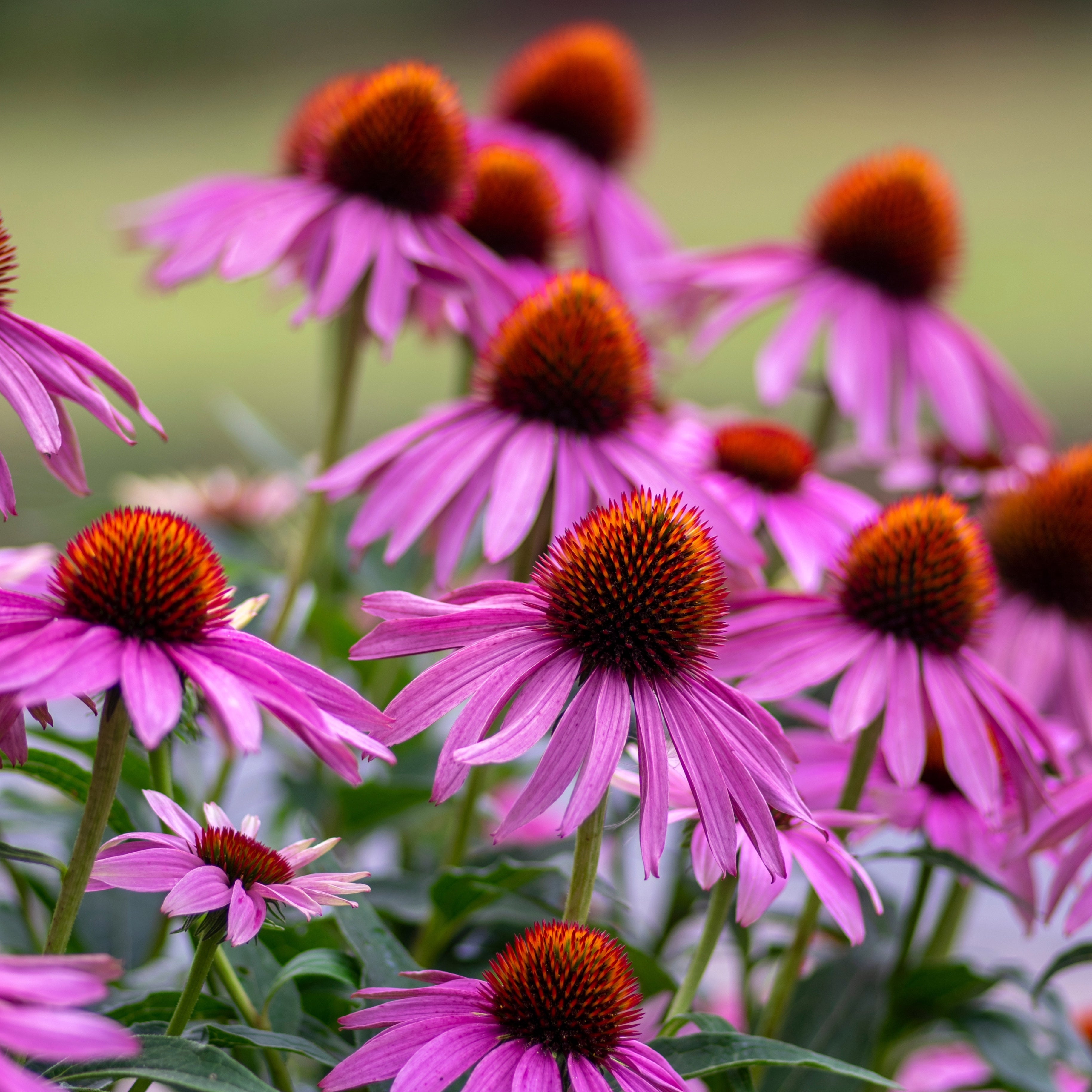 Echinacea purpurea ~ Trio of 3 Hefty Plants for Preorder
