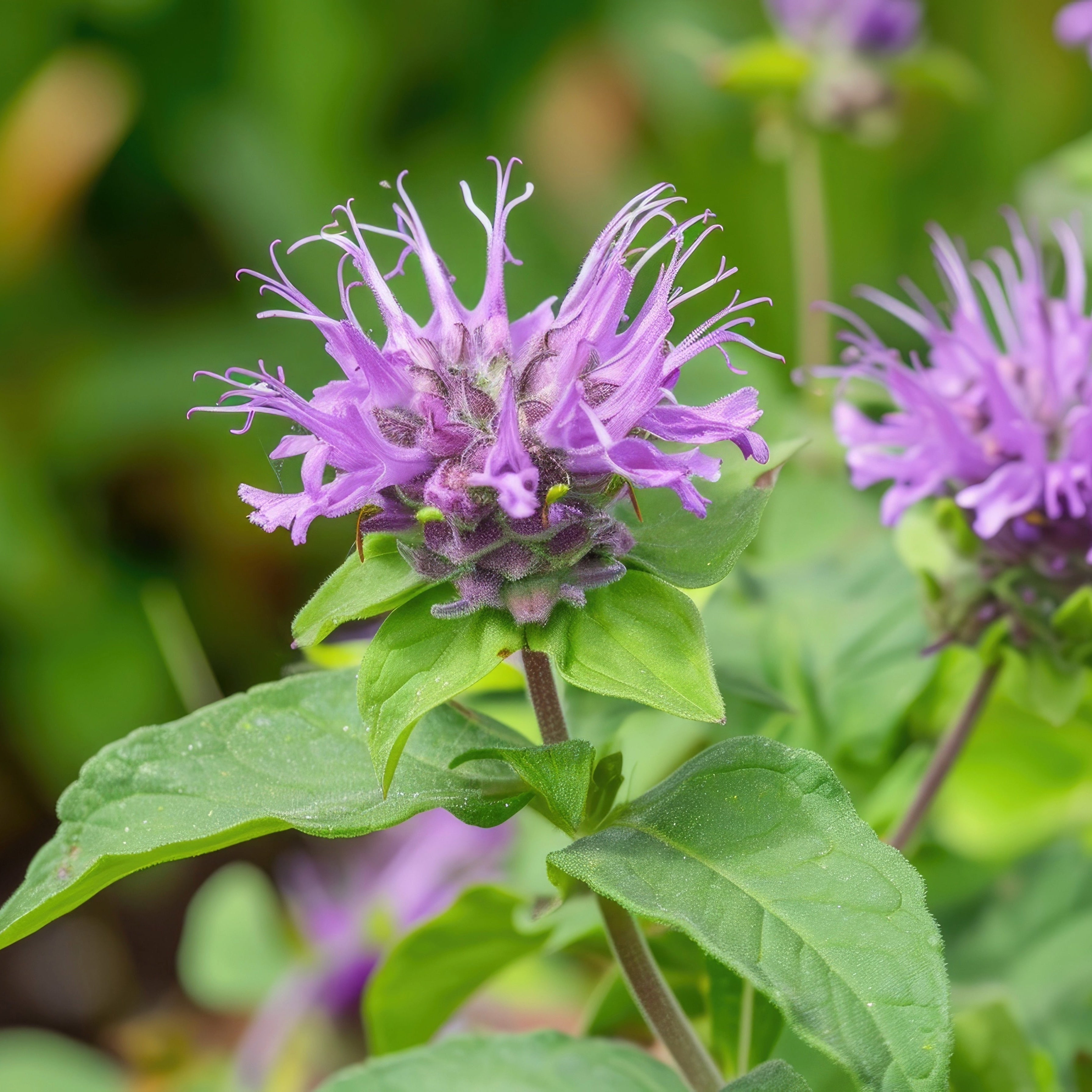 Bee Balm Wild Bergamot ~ Trio of 3 Hefty Plants for Preorder