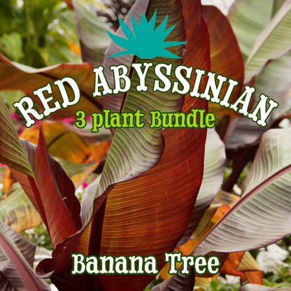 Red Abyssinian Banana Tree ~ Trio of 3 Hefty Plants for Preorder