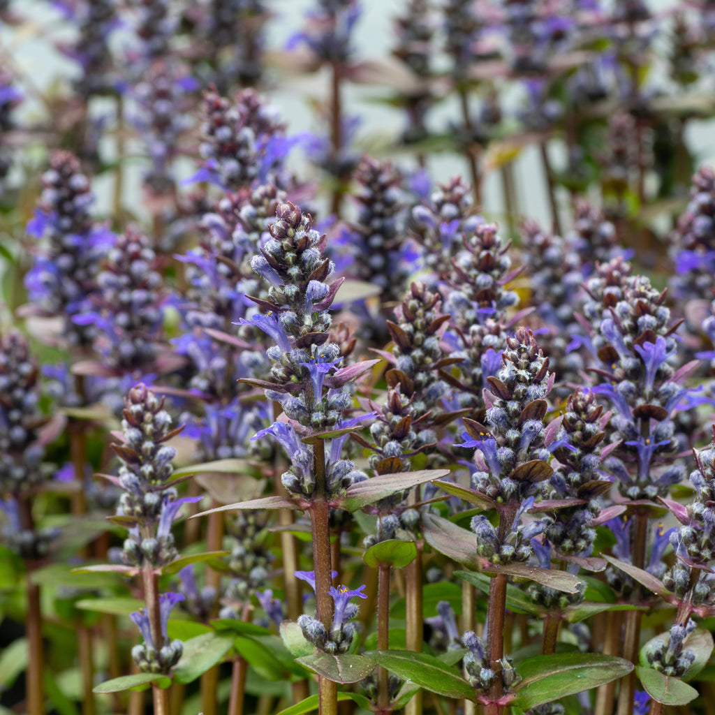 Ajuga 'Chocolate Chip'