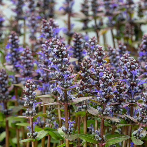 Ajuga 'Chocolate Chip'