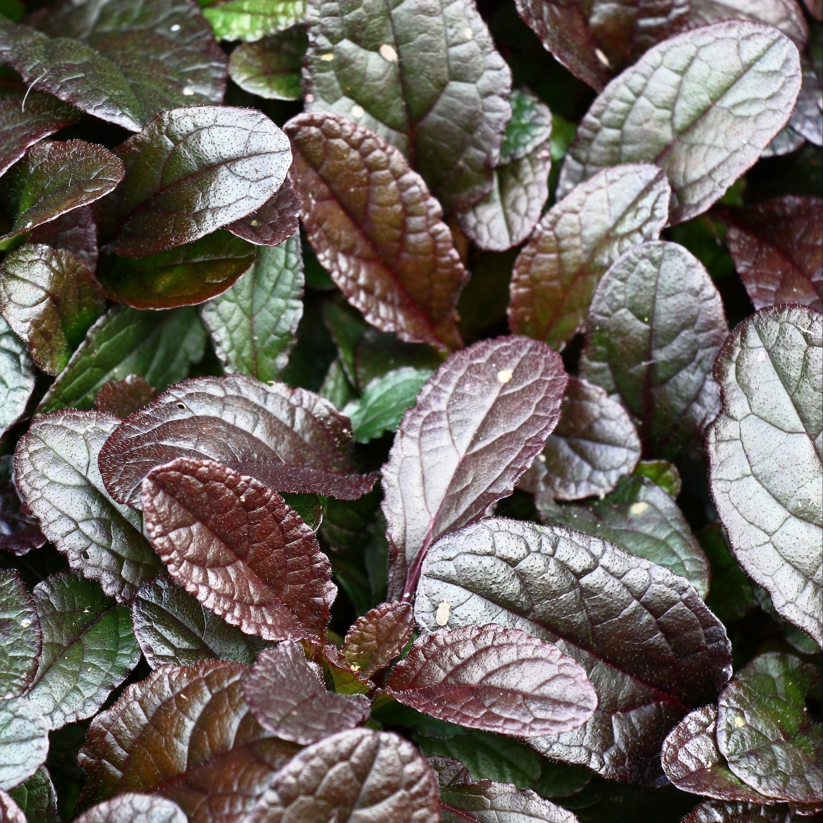 Ajuga 'Chocolate Chip'