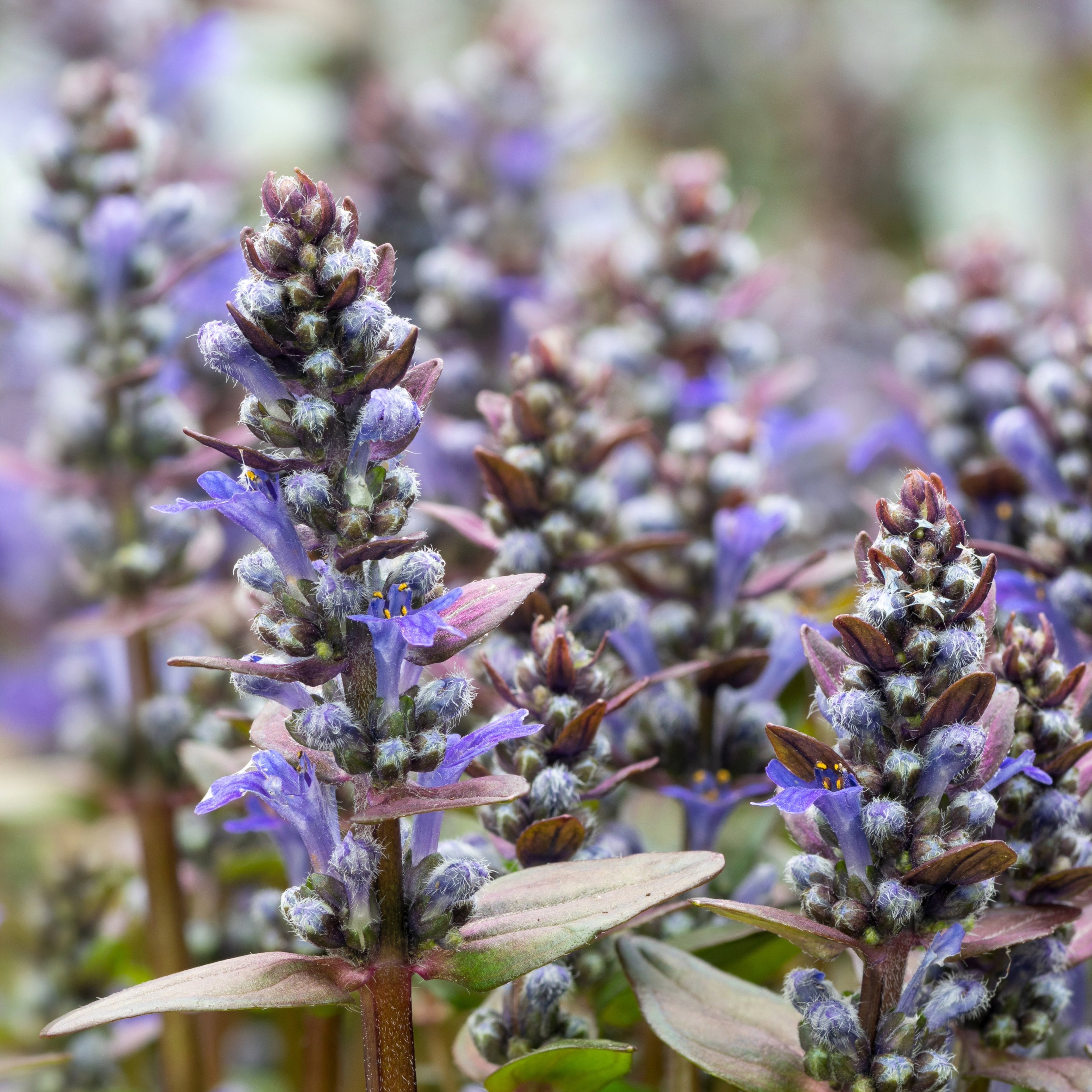 Ajuga 'Chocolate Chip'