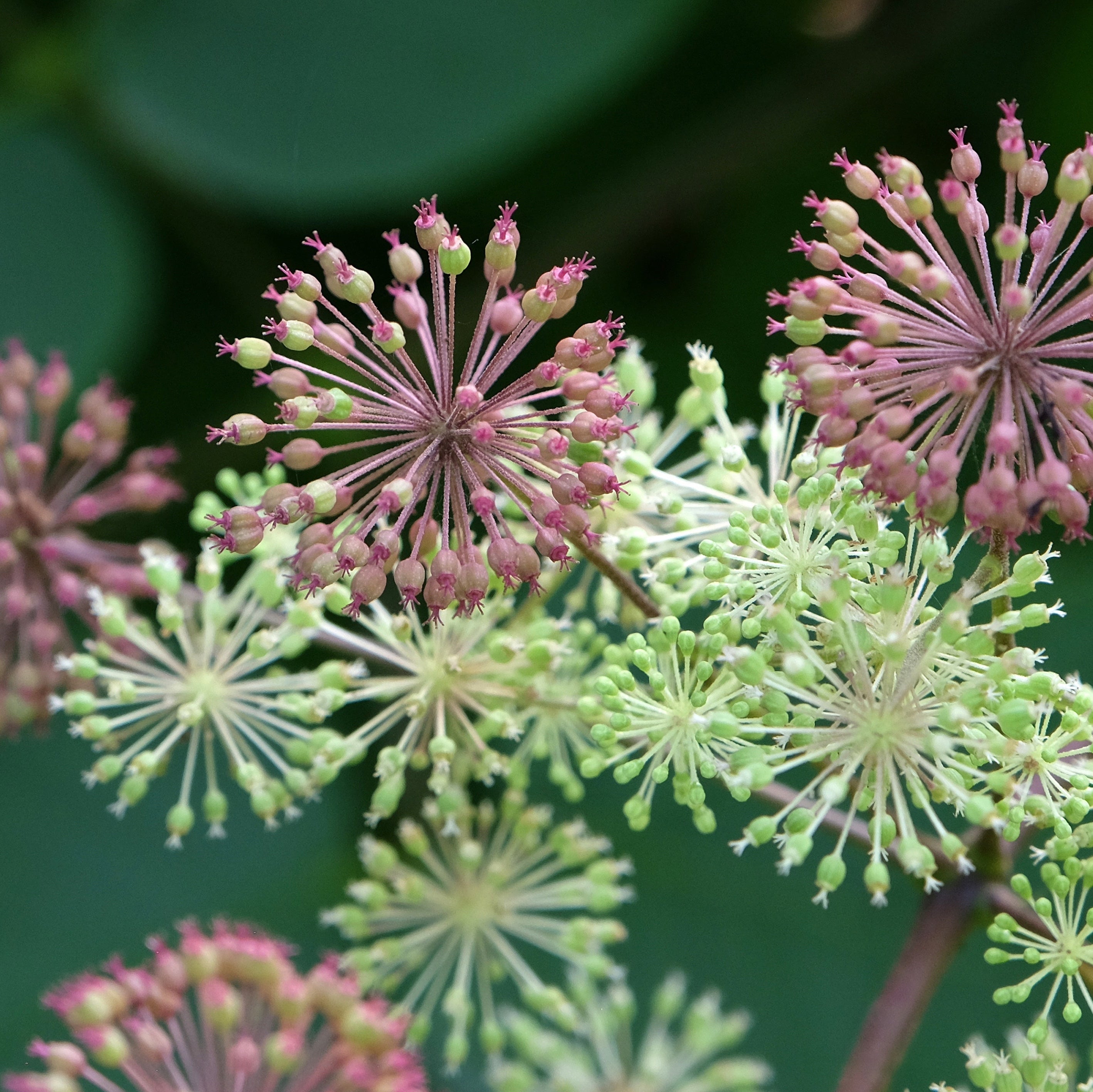 Aralia cordata 'Sun King'