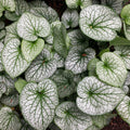 Brunnera 'Alexander's Great'