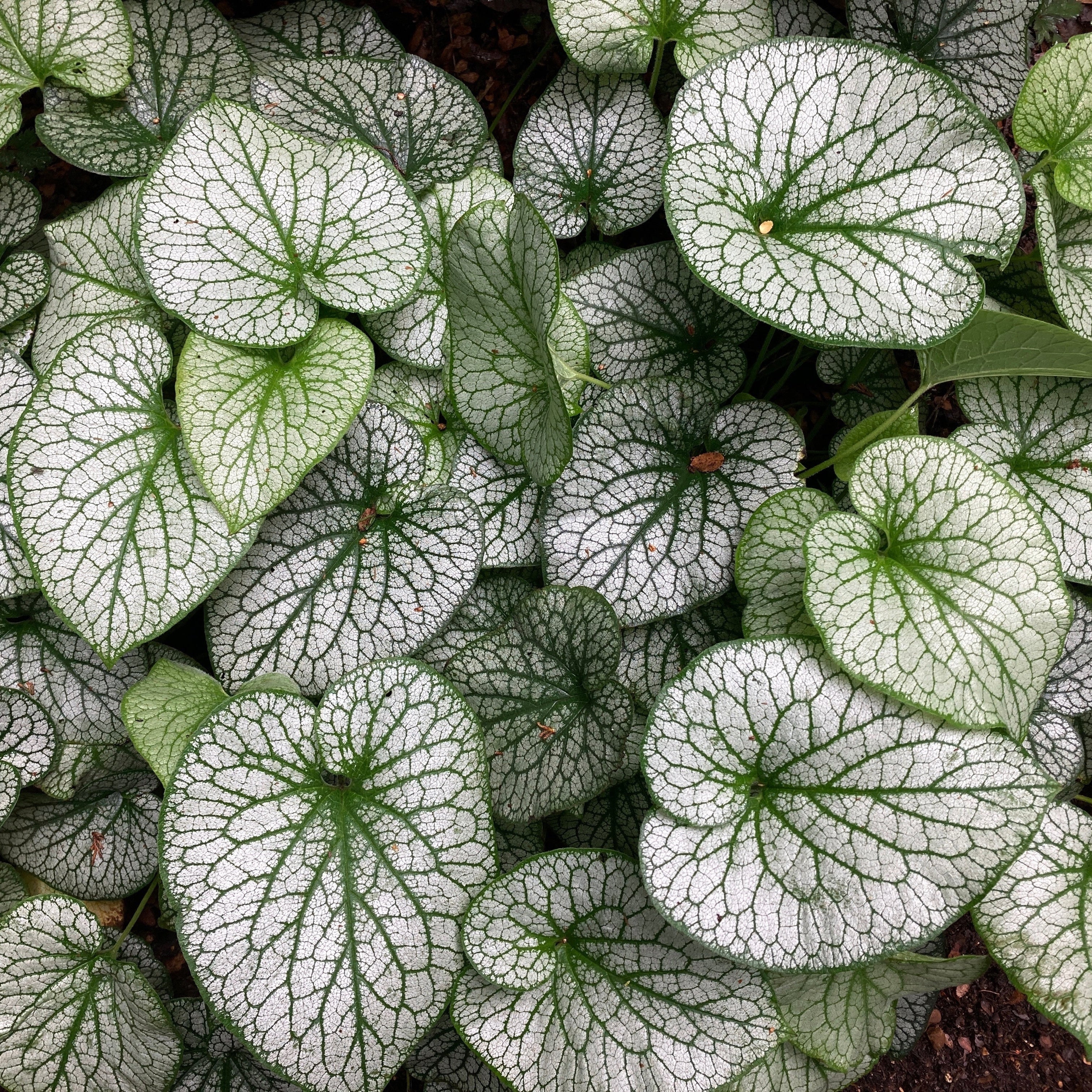 Brunnera 'Alexander's Great'