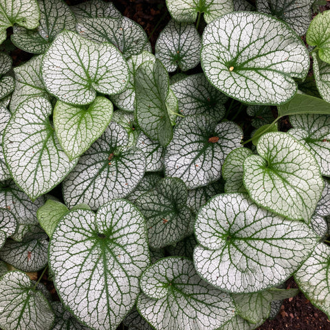 Brunnera 'Alexander's Great'