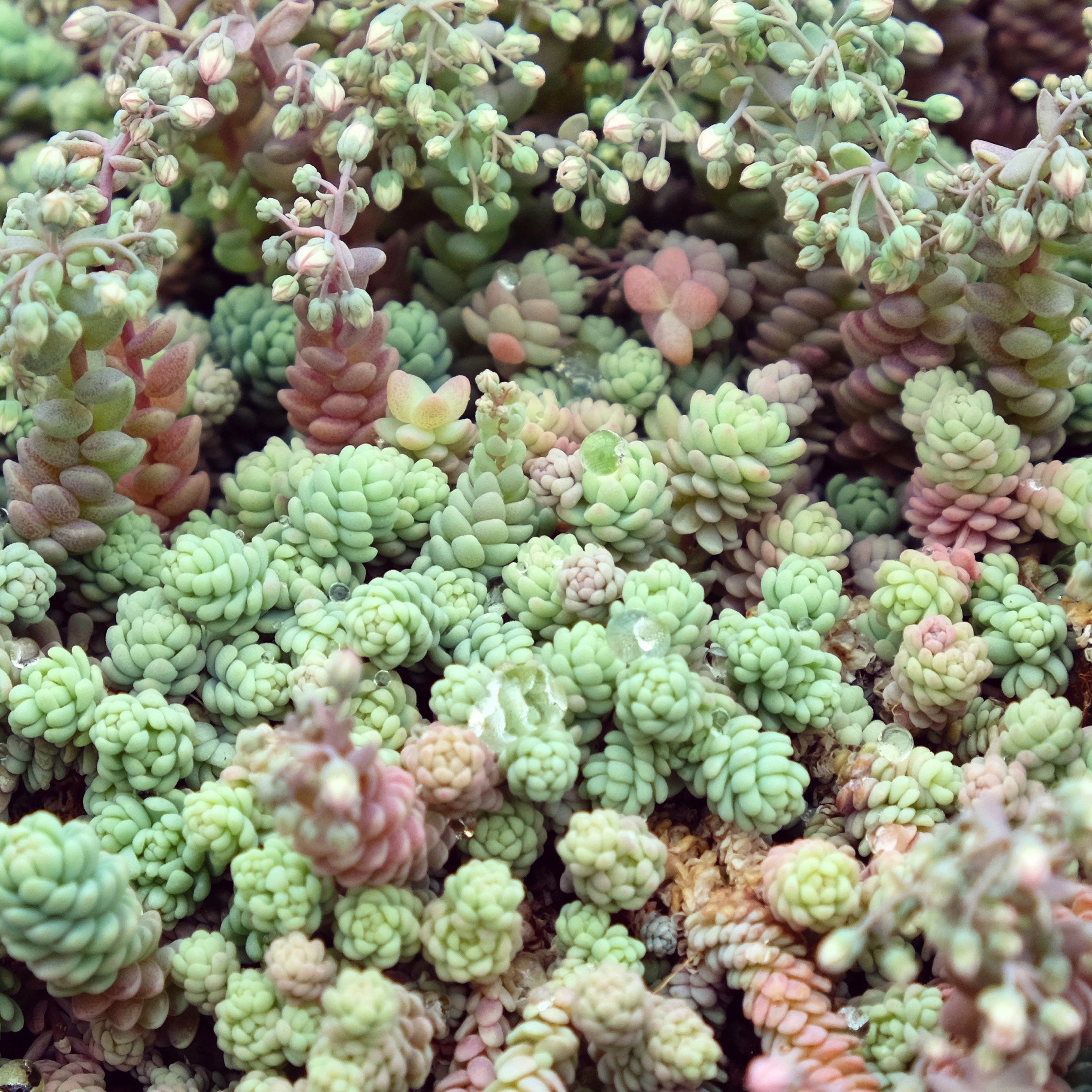 Sedum dasyphyllum 'Himalayan Skies'
