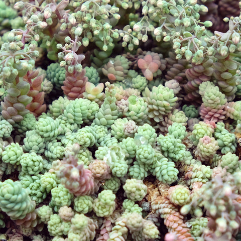 Sedum dasyphyllum 'Himalayan Skies'