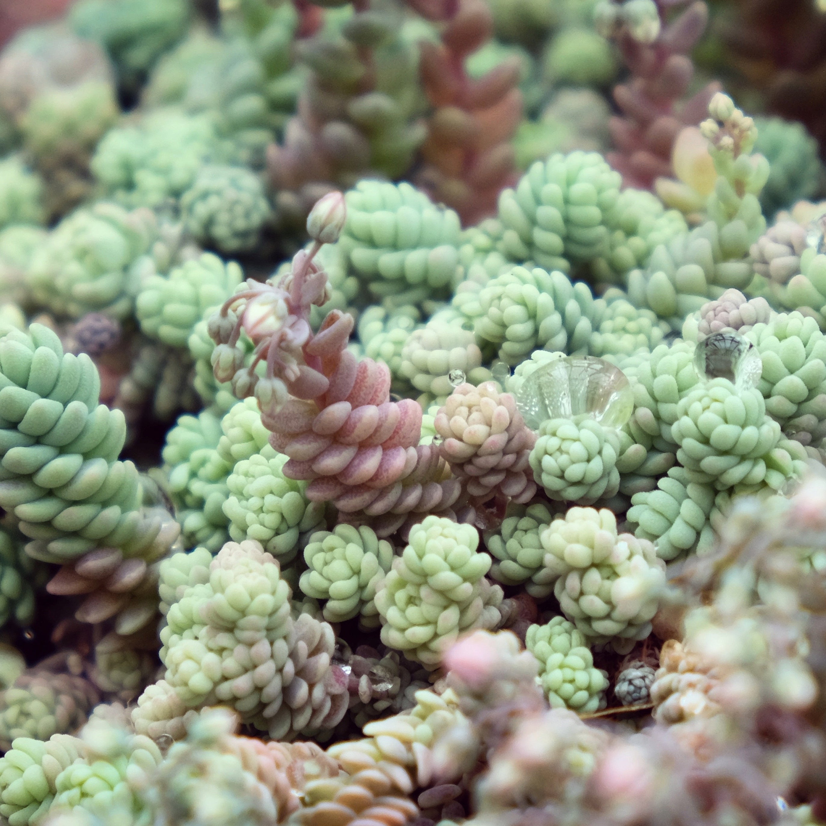 Sedum dasyphyllum 'Himalayan Skies'