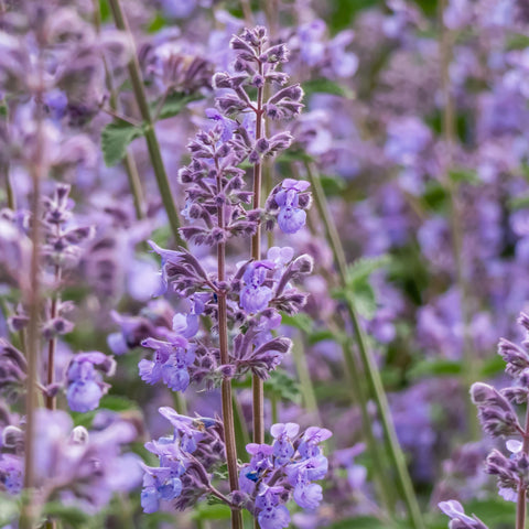 Catmint 'Junior Walker'