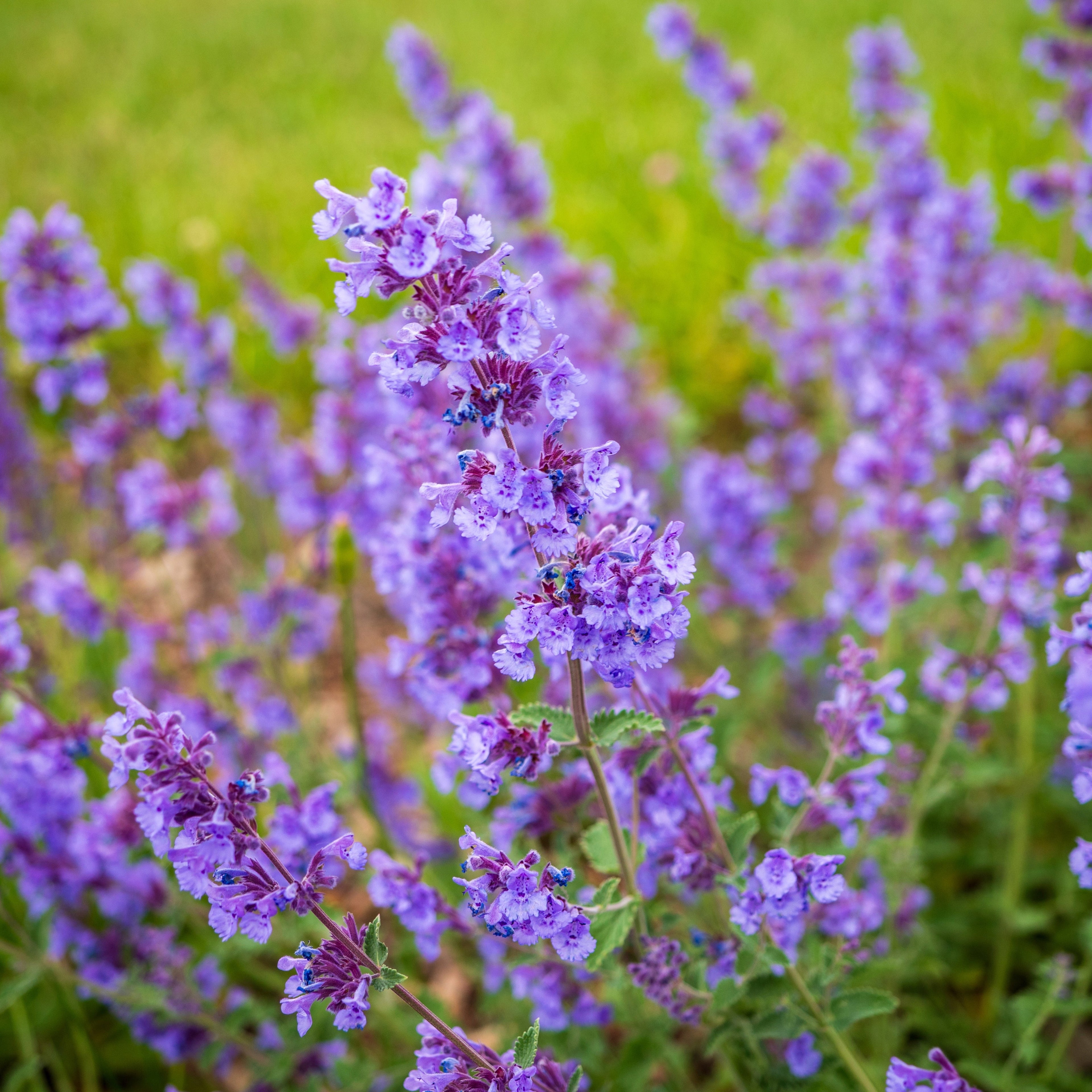 Catmint 'Junior Walker'