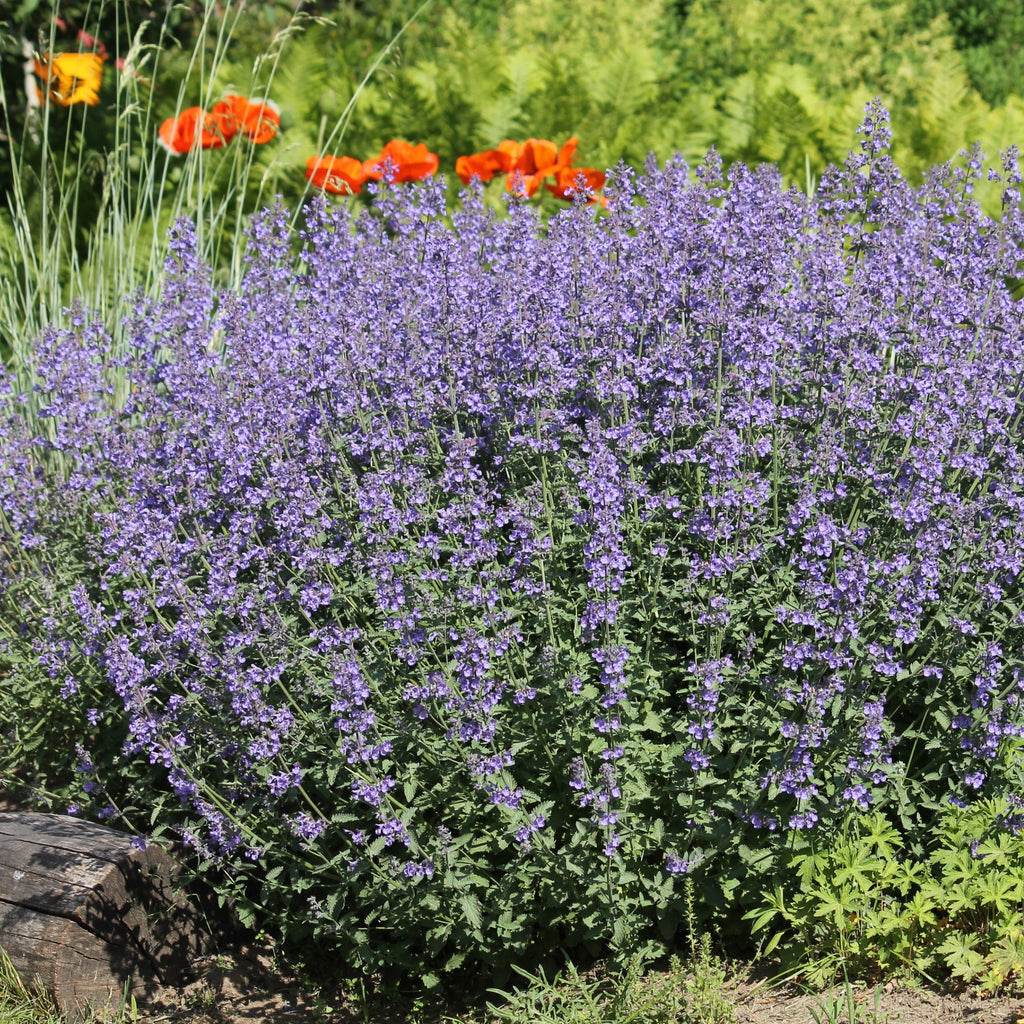 Catmint 'Junior Walker'