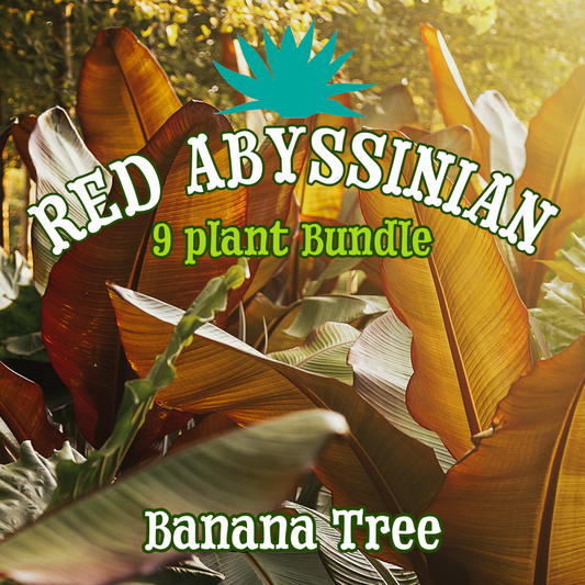 Red Abyssinian Banana Tree ~ Grove of 9 Hefty Plants for Preorder