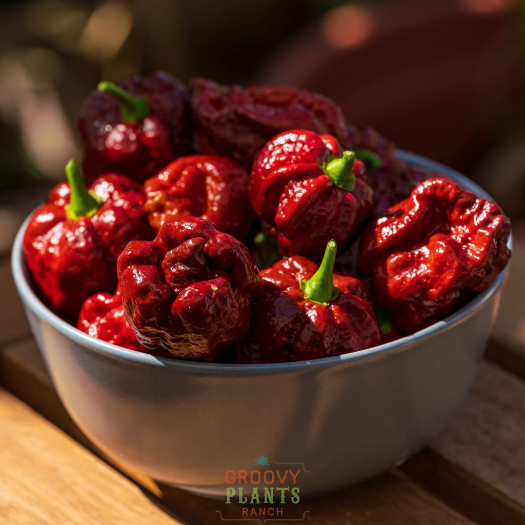 'Trinidad Scorpion' Hot Pepper ~ Trio of 3 Hefty Plants for Preorder