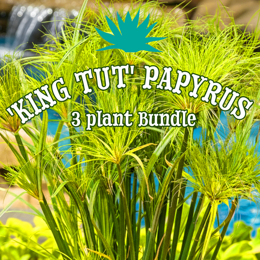 'King Tut' Papyrus ~ Trio of 3 Hefty Plants for Preorder