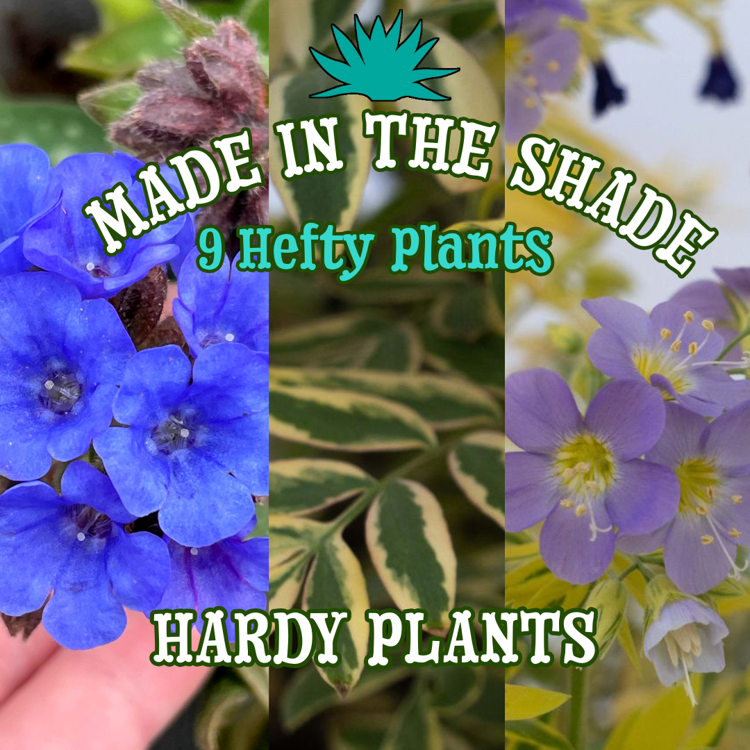 Made in the Shade Garden ~ 9 Hefty Plants for Preorder
