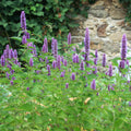 Hummingbird Mint (Agastache foeniculum) ~ Trio of 3 Hefty Plants for Preorder
