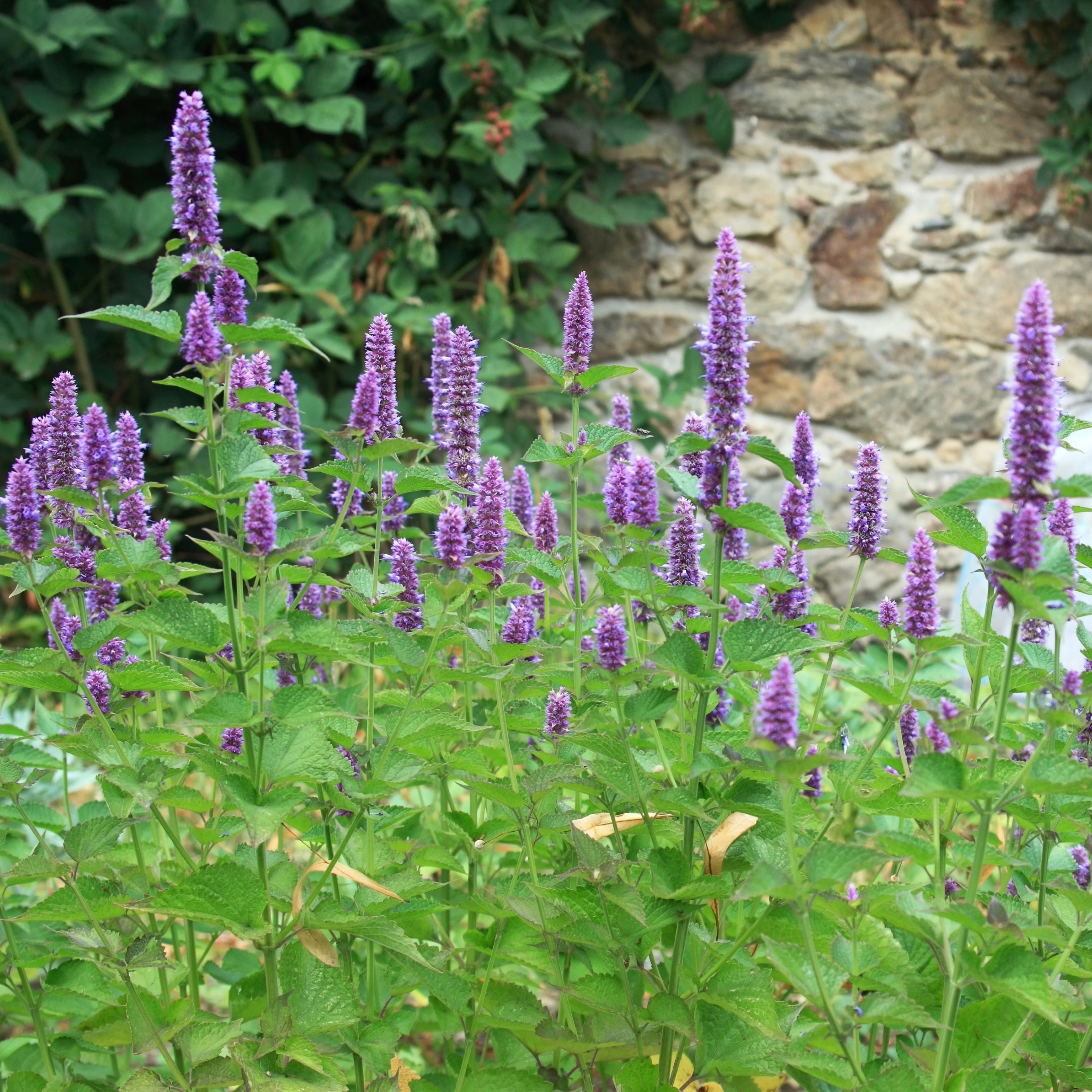 Hummingbird Mint (Agastache foeniculum) ~ Trio of 3 Hefty Plants for Preorder