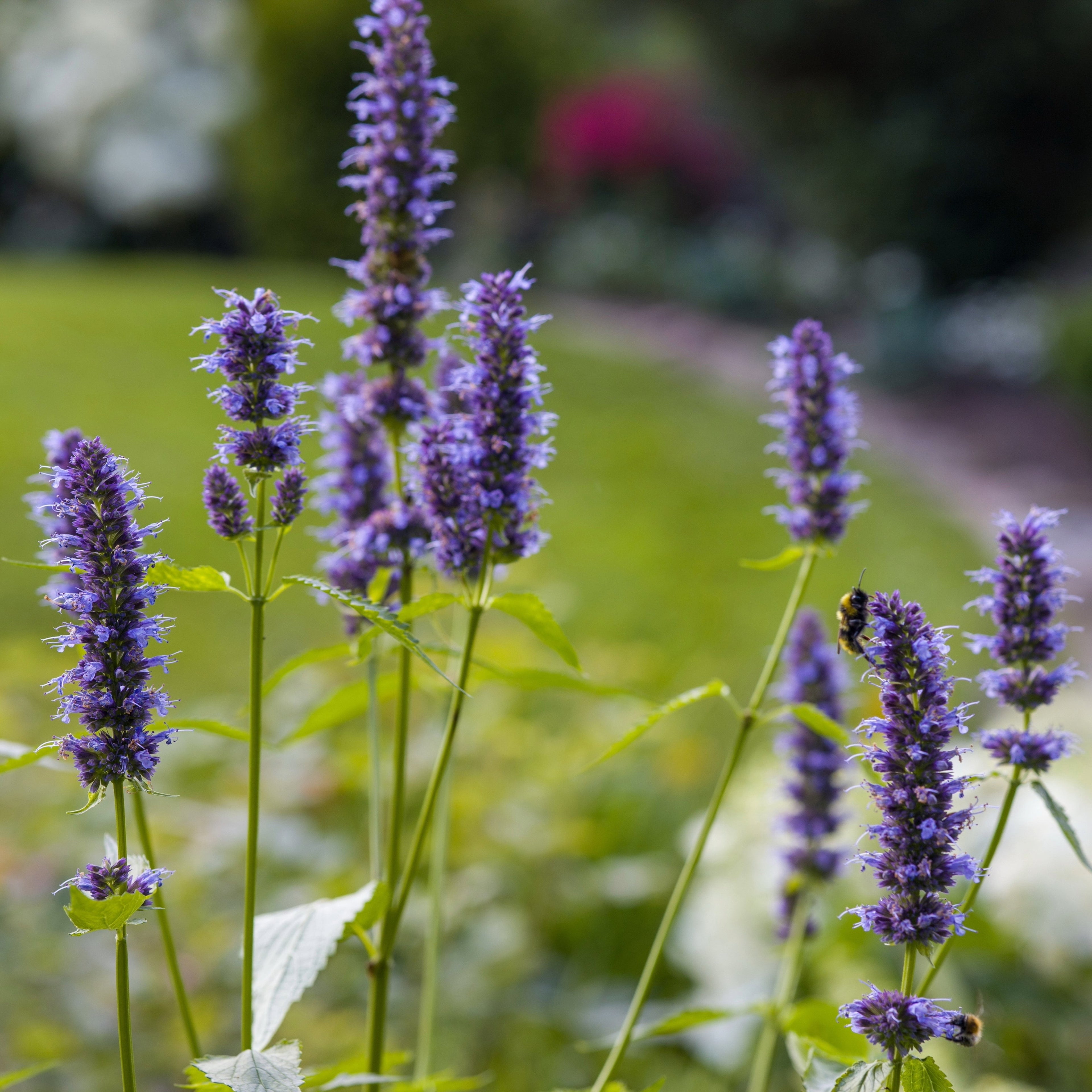 The Pollinator Parlor ~ Native Garden of 9 Hefty Plants for Preorder