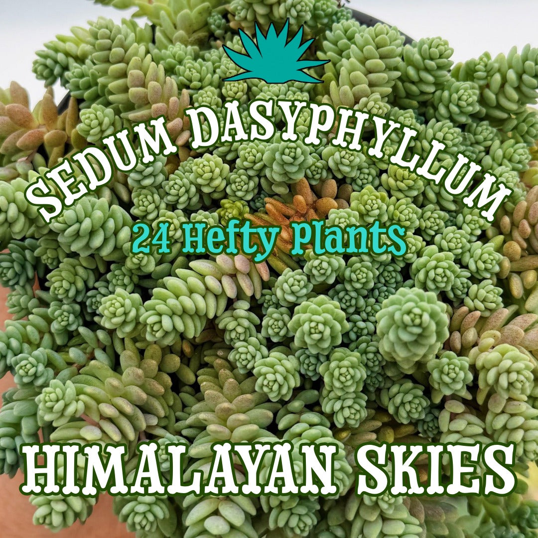 Sedum dasyphyllum 'Himalayan Skies' - 24