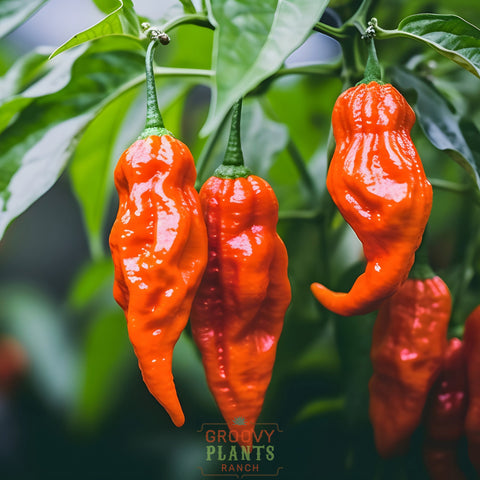 'Bhut Jolokia' Hot Ghost Pepper ~ Trio of 3 Hefty Plants for Preorder