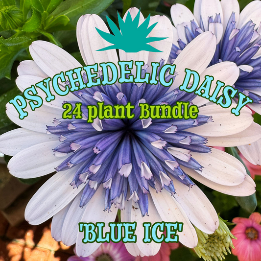 Psychedelic Daisy 'Blue Ice' ~ Kaleidoscope of 24 Hefty Plants for Preorder