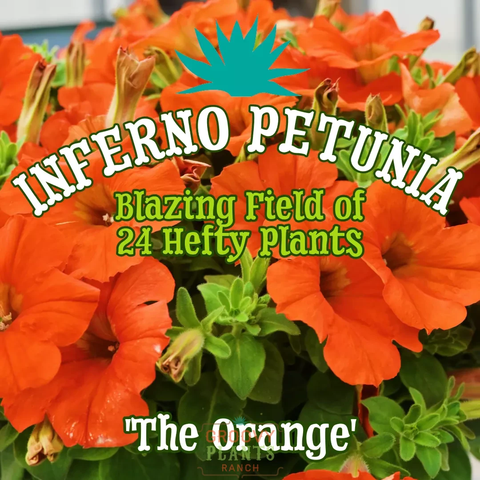 Inferno Petunia 'The Orange' ~ Blazing Field of 24 Hefty Plants for Preorder