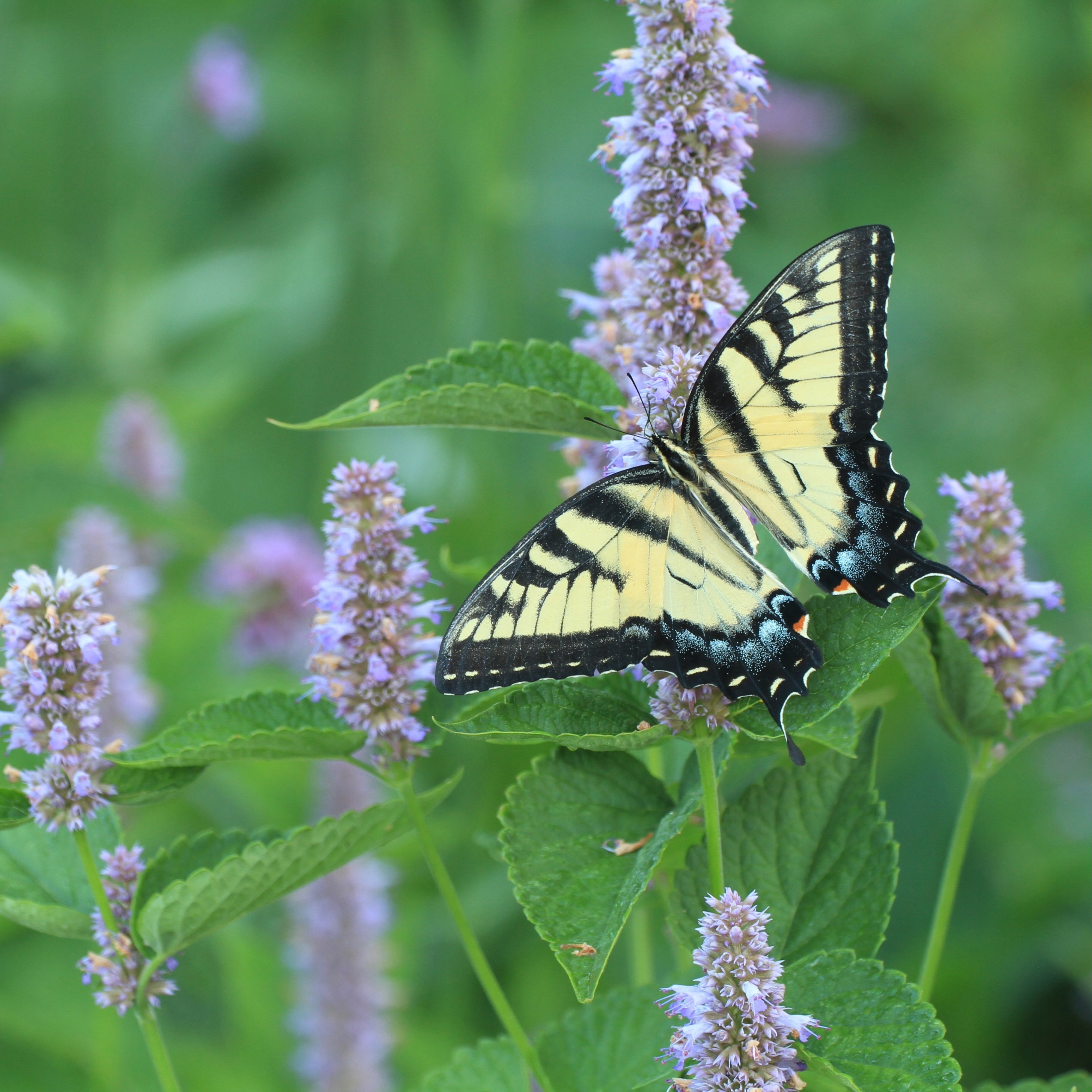 The Pollinator Parlor ~ Native Garden of 9 Hefty Plants for Preorder