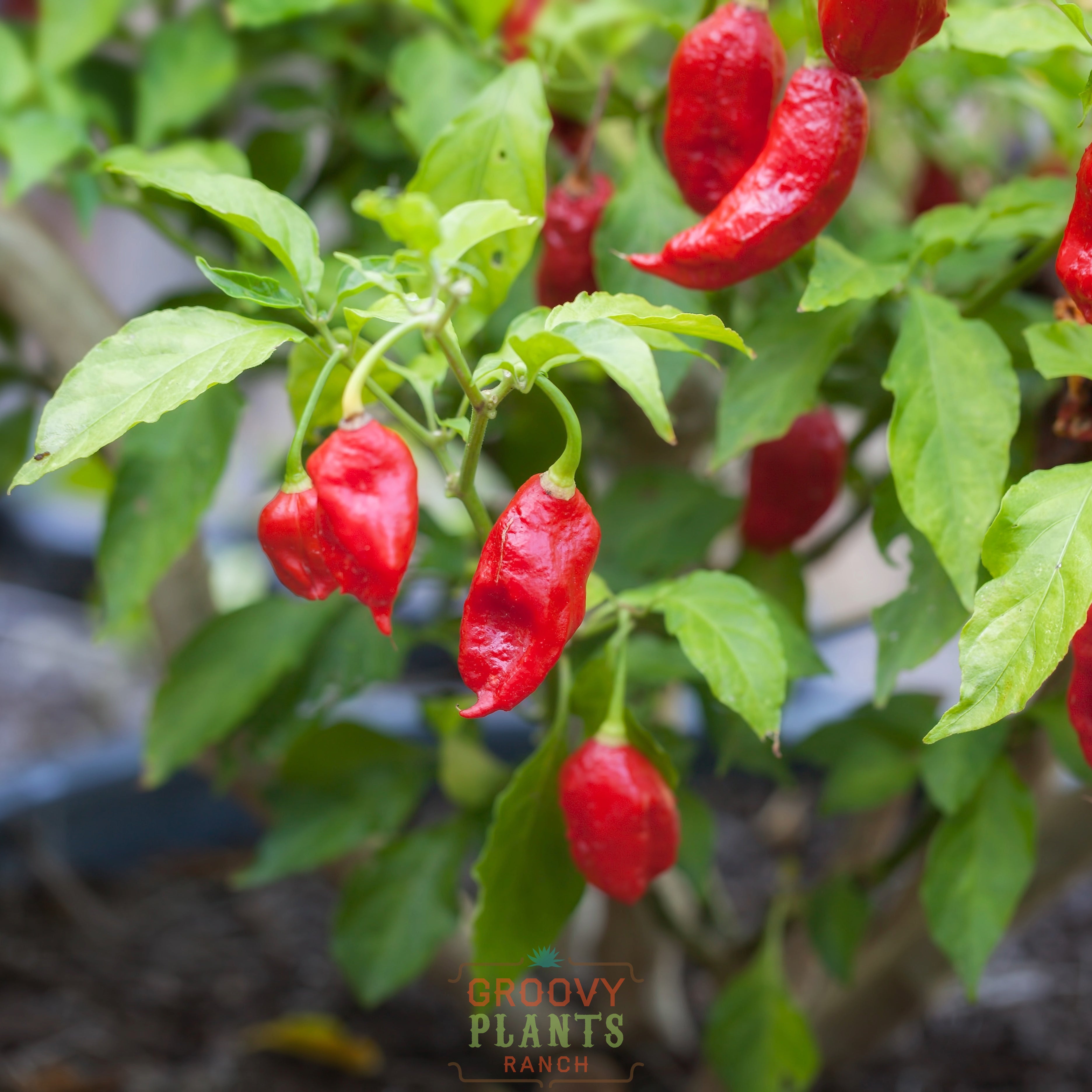 'Bhut Jolokia' Hot Ghost Pepper ~ Trio of 3 Hefty Plants for Preorder