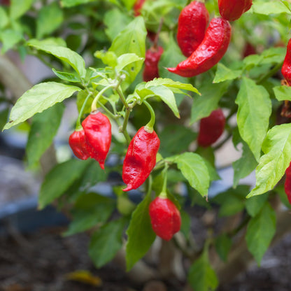 'Bhut Jolokia' Hot Ghost Pepper ~ Trio of 3 Hefty Plants for Preorder