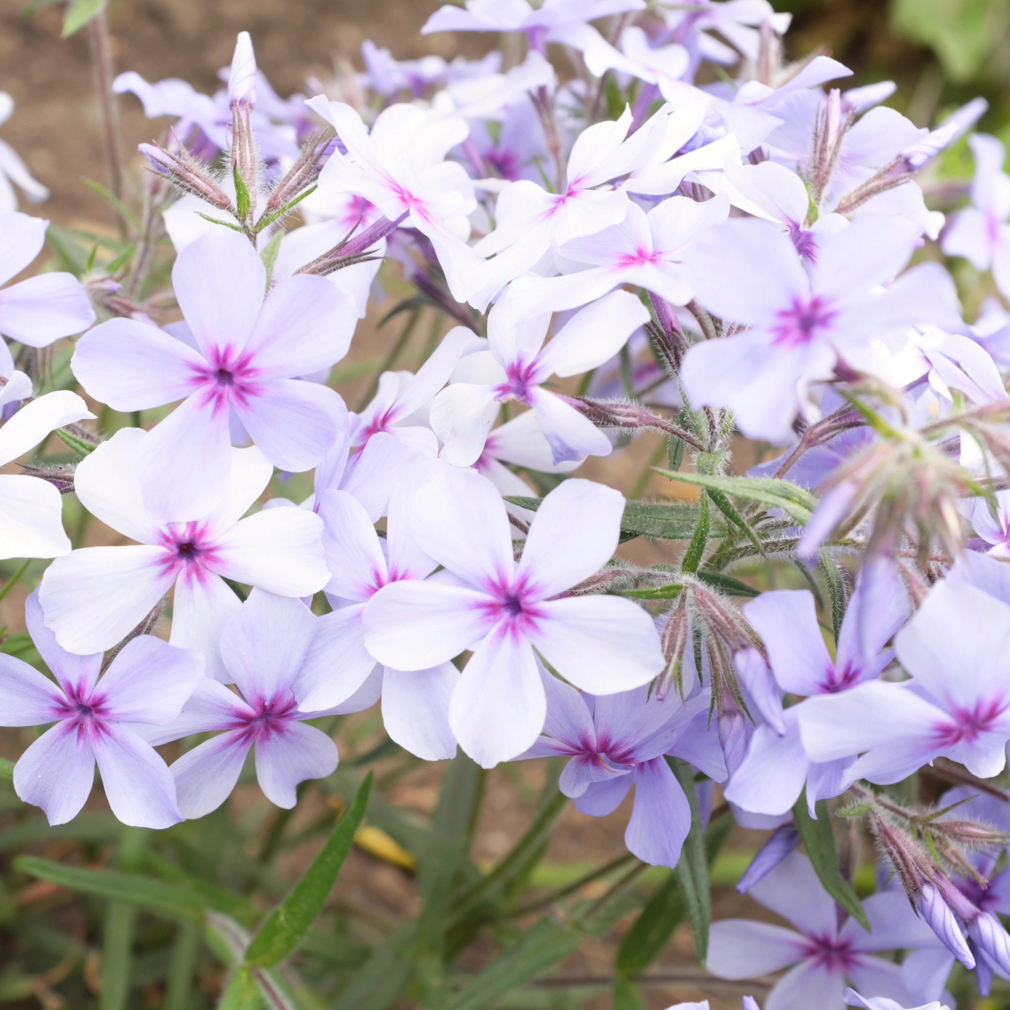The Pollinator Parlor ~ Native Garden of 9 Hefty Plants for Preorder