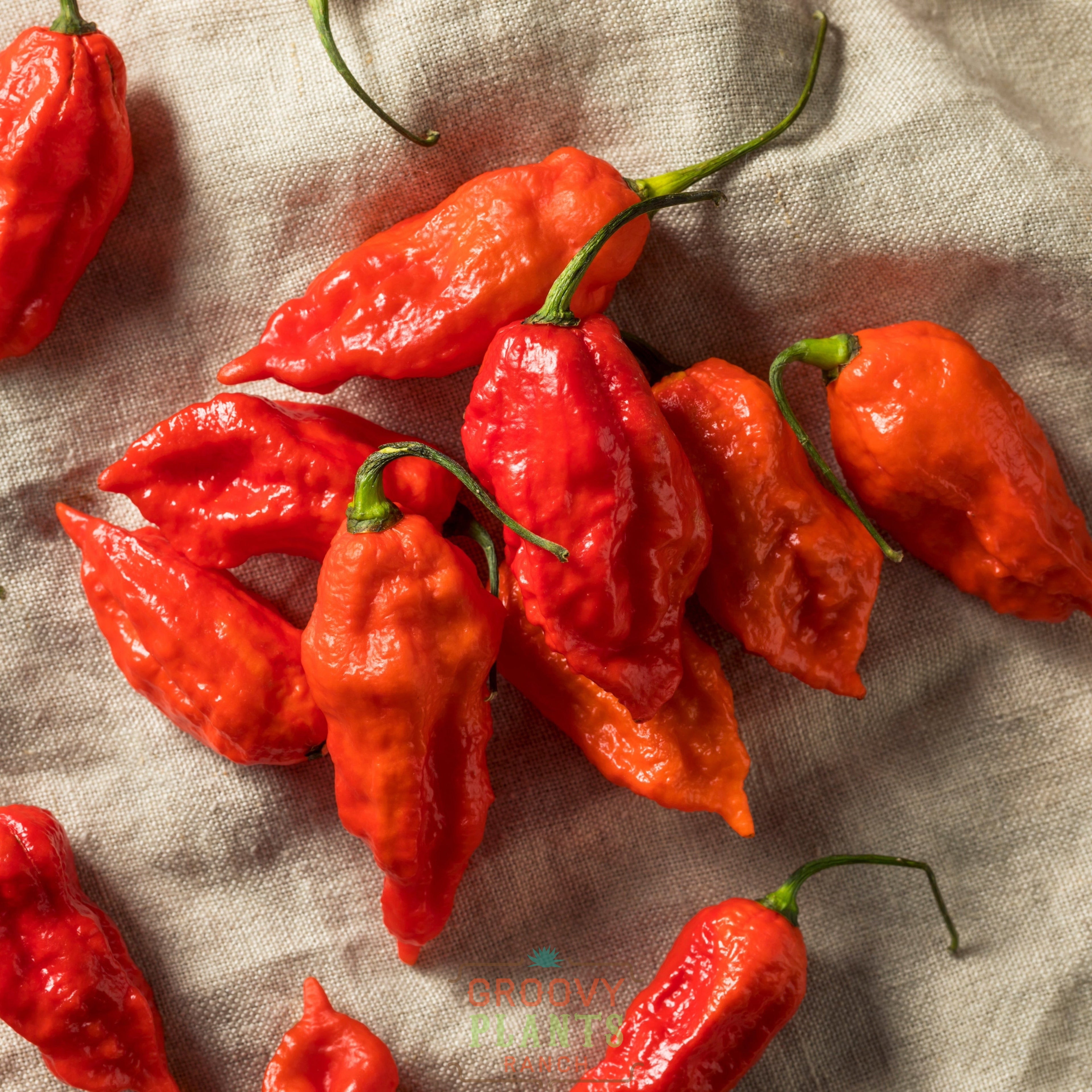 'Bhut Jolokia' Hot Ghost Pepper ~ Trio of 3 Hefty Plants for Preorder