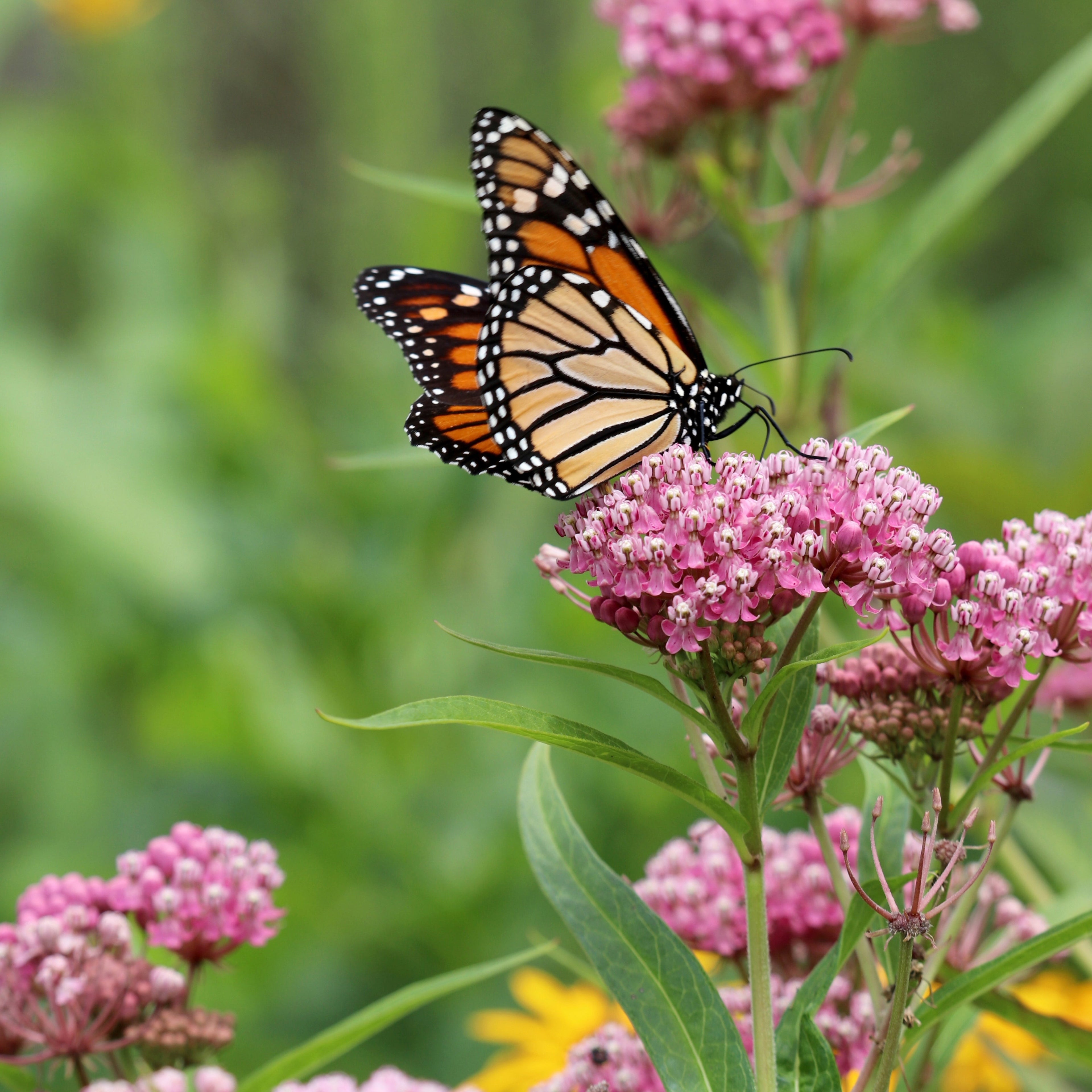 Swamp Milkweed ~ Trio of 3 Hefty Plants for Preorder