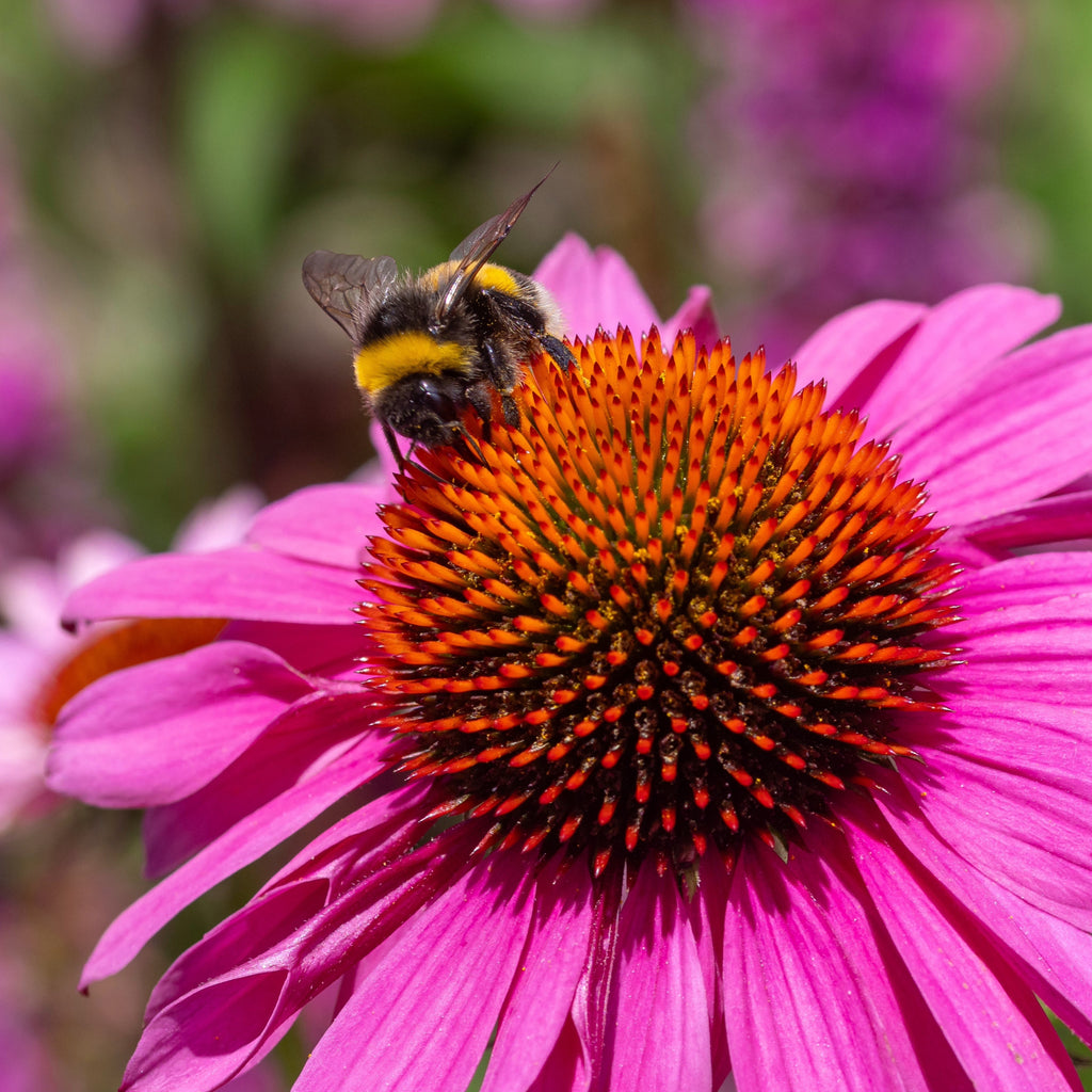 The Sun Chasers ~ Native Garden of 9 Hefty Plants for Preorder