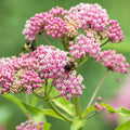 Swamp Milkweed ~ Trio of 3 Hefty Plants for Preorder