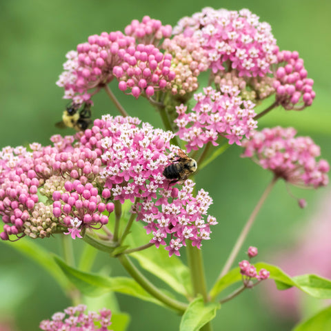 Swamp Milkweed ~ Trio of 3 Hefty Plants for Preorder