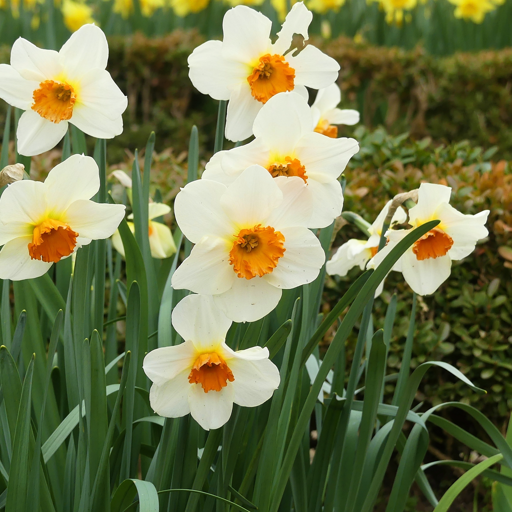 Daffodil 'Geranium'