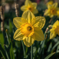 Daffodil 'Carlton'