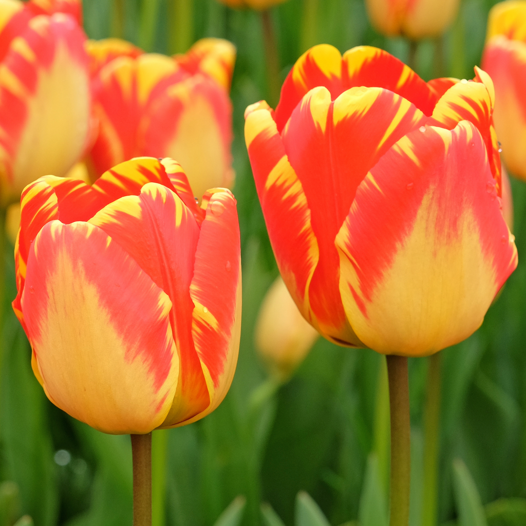 Tulip 'Banja Luka'