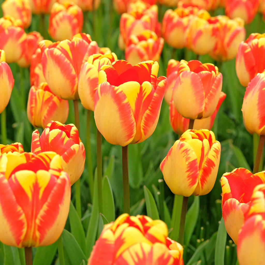 Tulip 'Banja Luka'