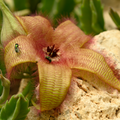 Giant Zulu Flower | Corpse Flower | Stapelia Gigantea