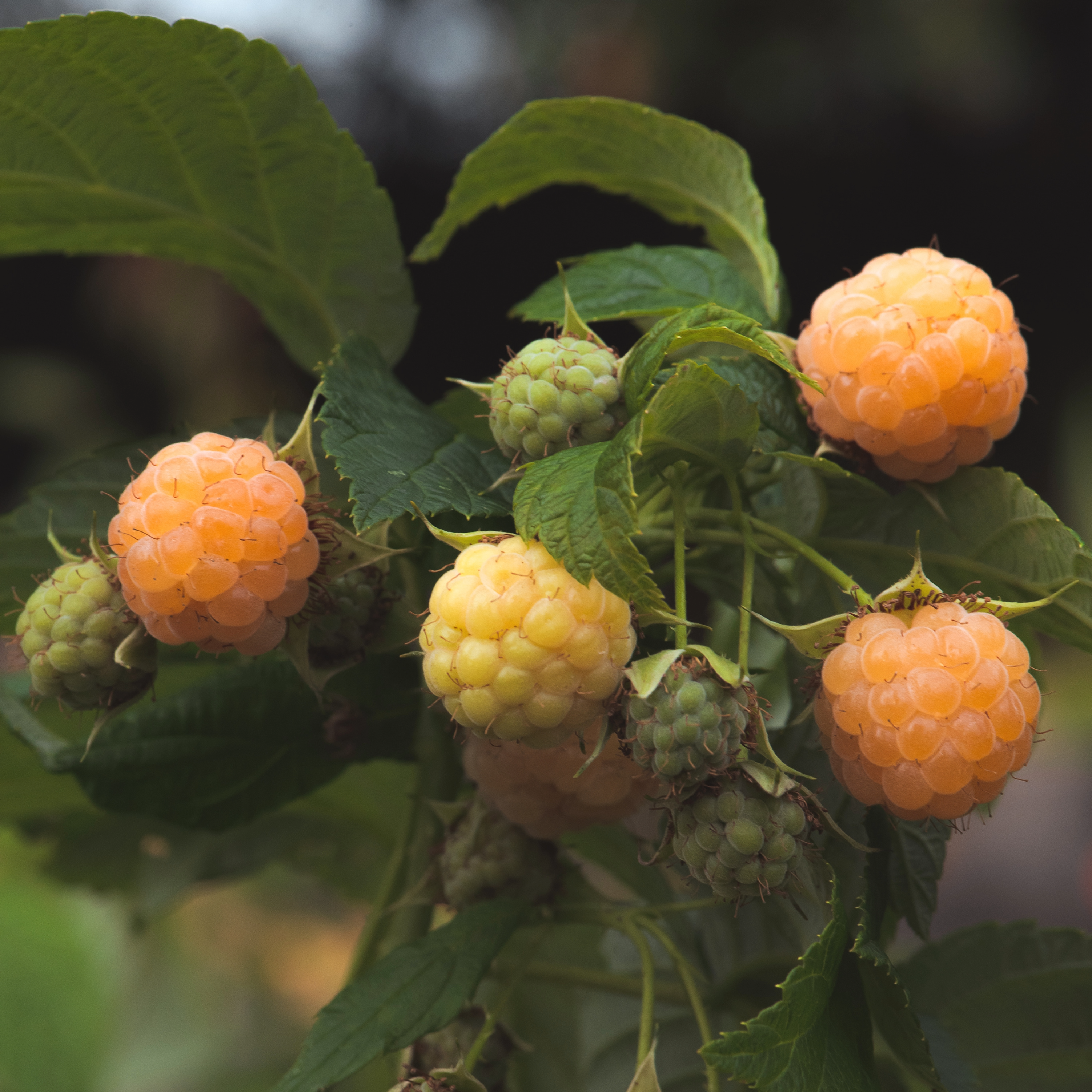 Fall Gold Raspberry