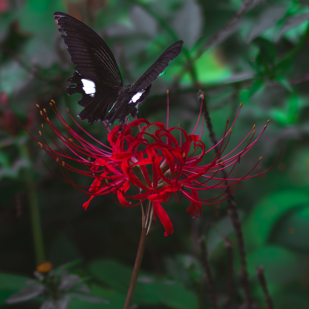 Red Spider Lily - 3 Bulbs