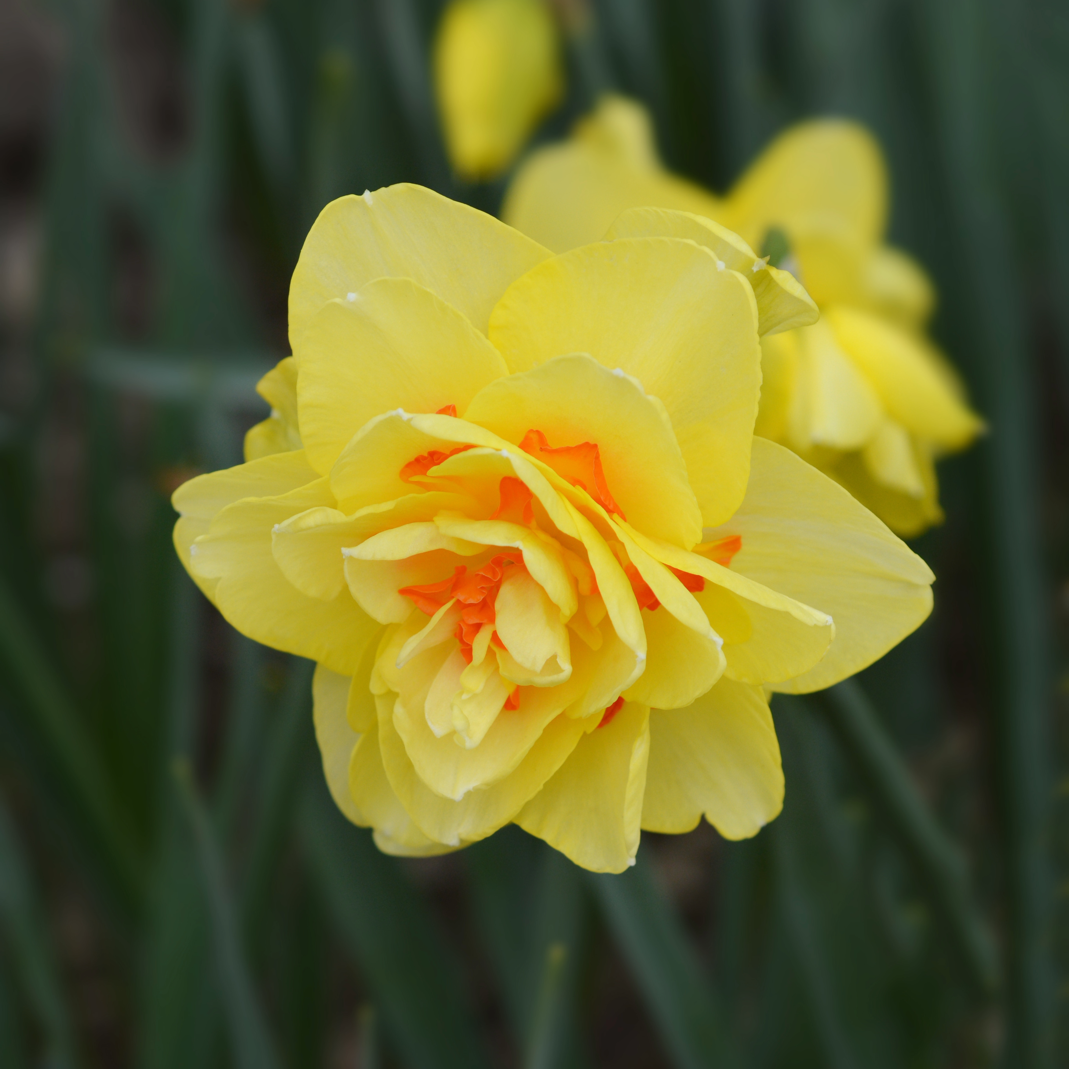 Daffodil 'Tahiti'
