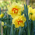 Daffodil 'Tahiti'