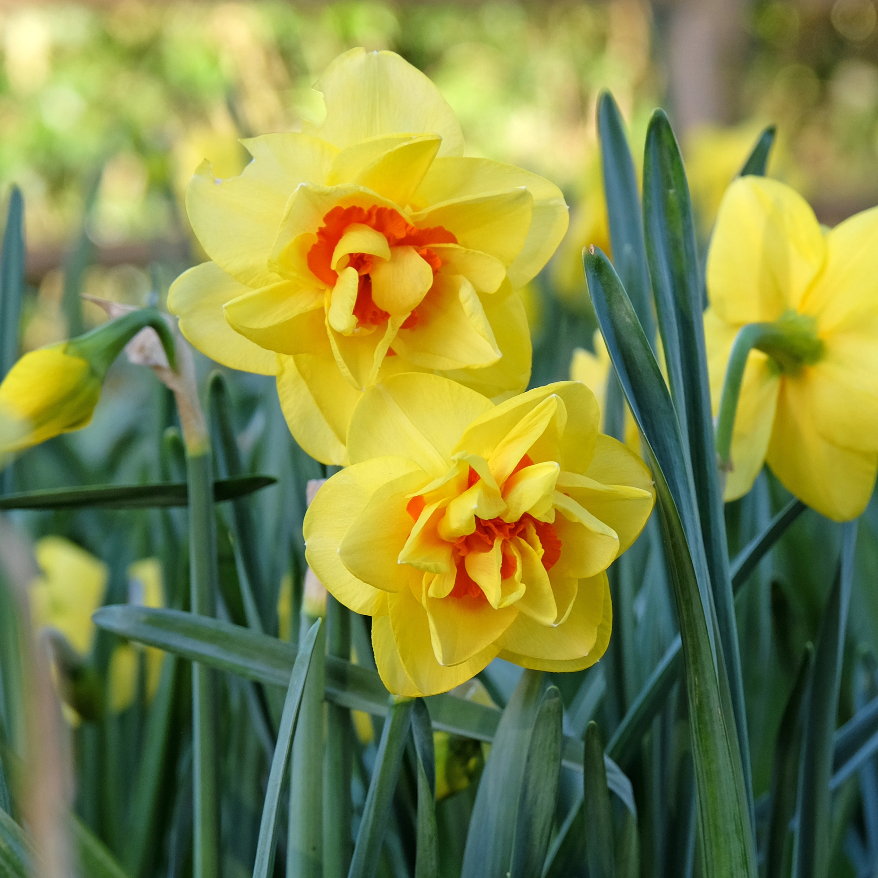 Daffodil 'Tahiti'