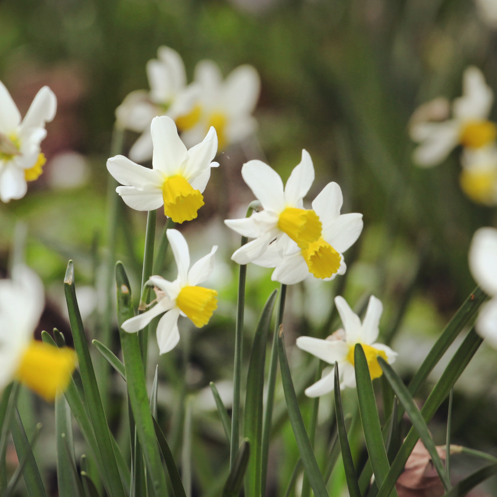 Daffodil 'Snipe'